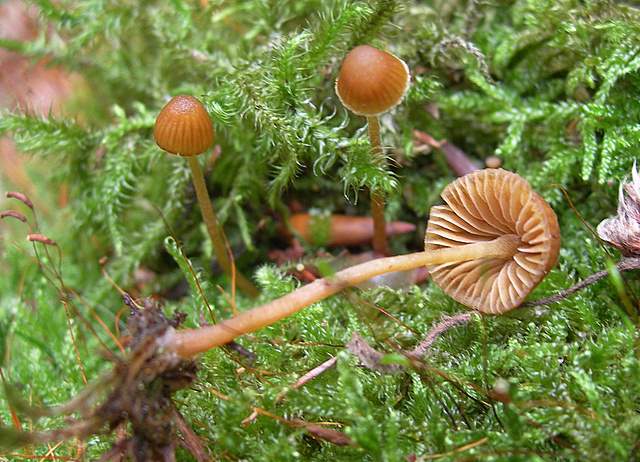 Galerina cerina var. longicystis      Smith & Singer